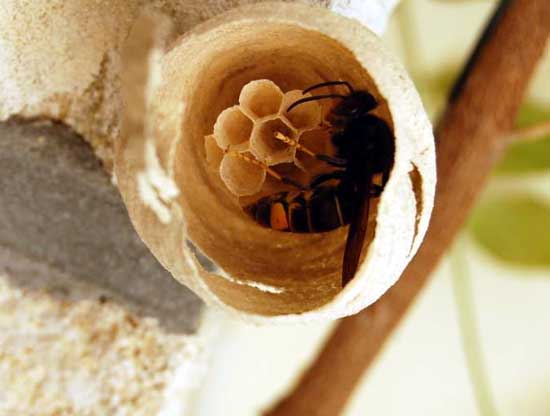 Queen Asian Hornet and nest