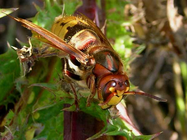 Photo-Queen-hornet-or-frelon-France
