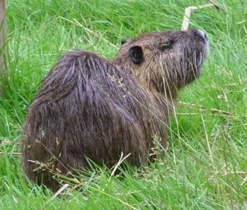 animals from france