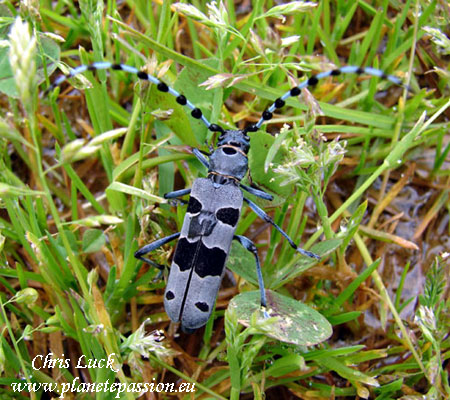 Rosalie-des-Alpes-Rosalia-Longhorn-or-longicorne-France