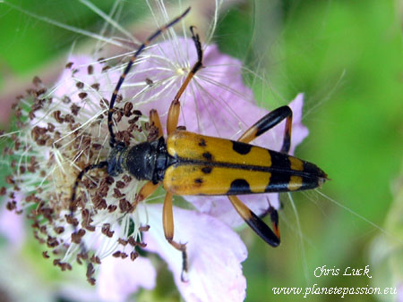 Spotted-longhorn-beetle-France