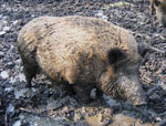 Wild-boar-sanglier-in-France