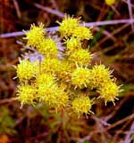 Photo-Wild-flowers-and-plants-France