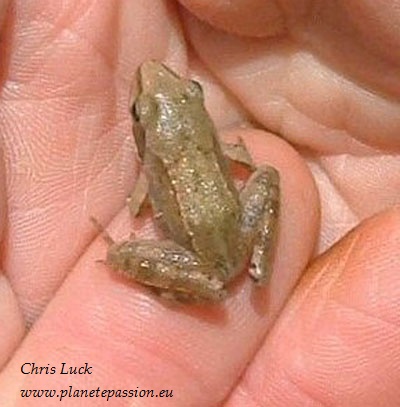 [http://www.planetepassion.eu/amphibians-in-france/Agile-Frog.Rana-dalmatina.Grenouille-agile.baby.France.jpg]