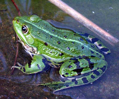 Photo.Edible.frog.France