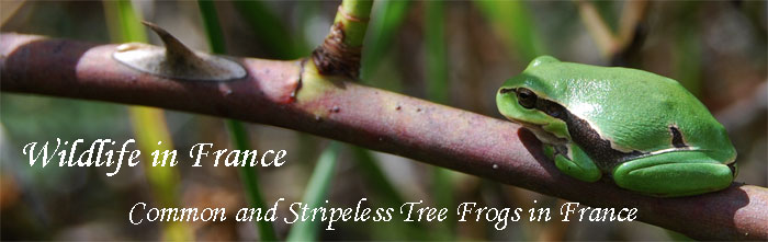 Rainette-tree-frogs-france