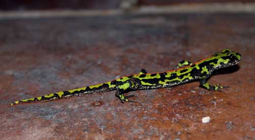 All about the Marbled Newt in France
