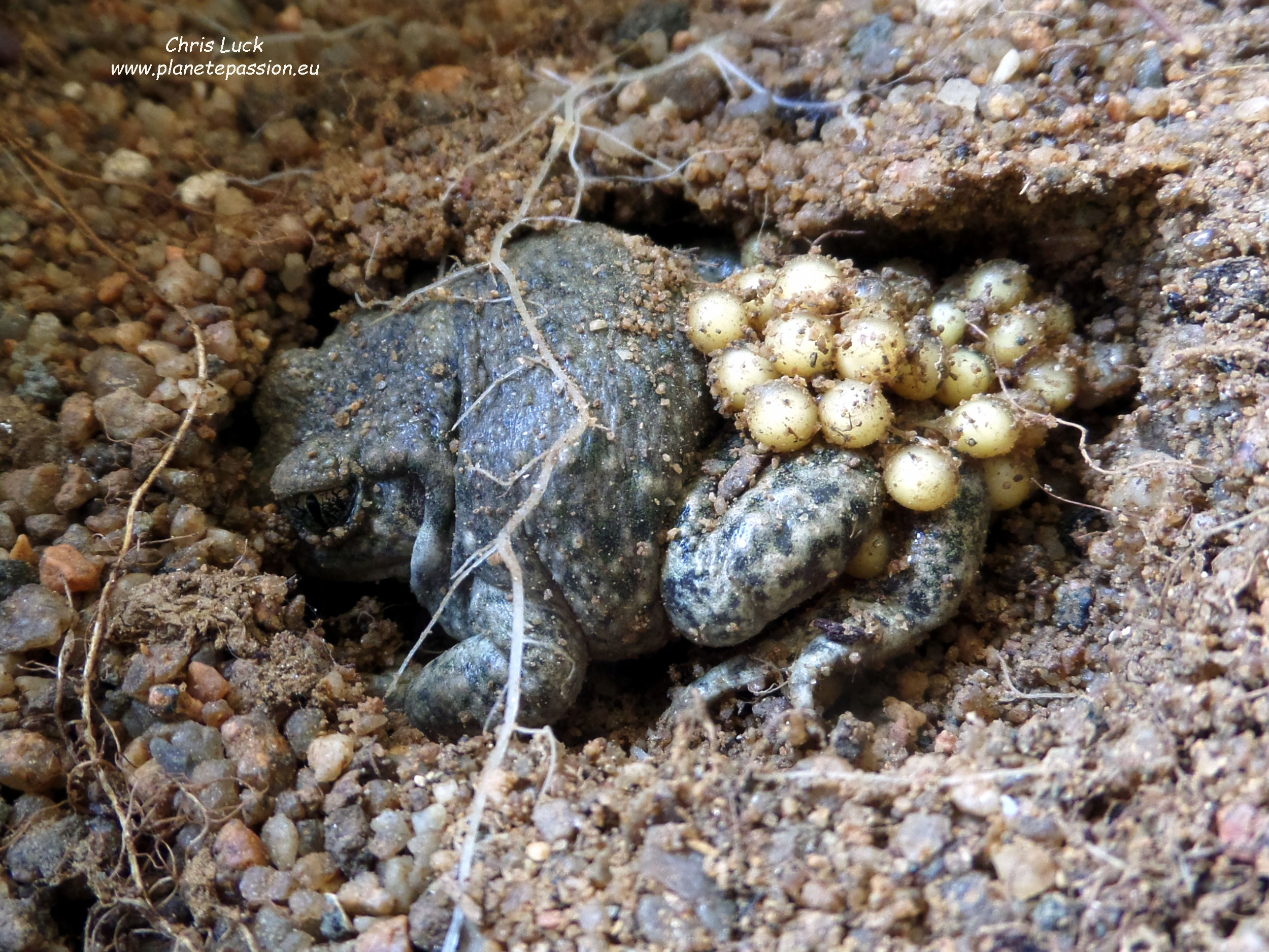 Midwife-toad-male-with-eggs-France