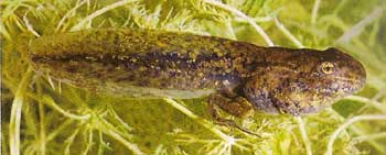 Photo.Parsley.frog.tadpole.France