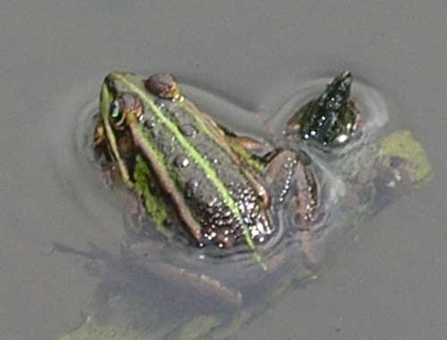 Photo.Perez's-frog.France