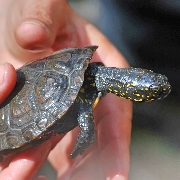 Turtle-France-Brenne