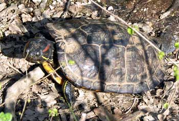 Photo.Red-eared-Slider.France