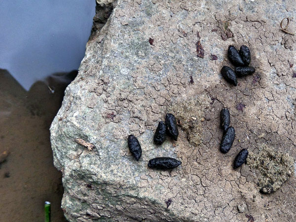 Water vole excrement France