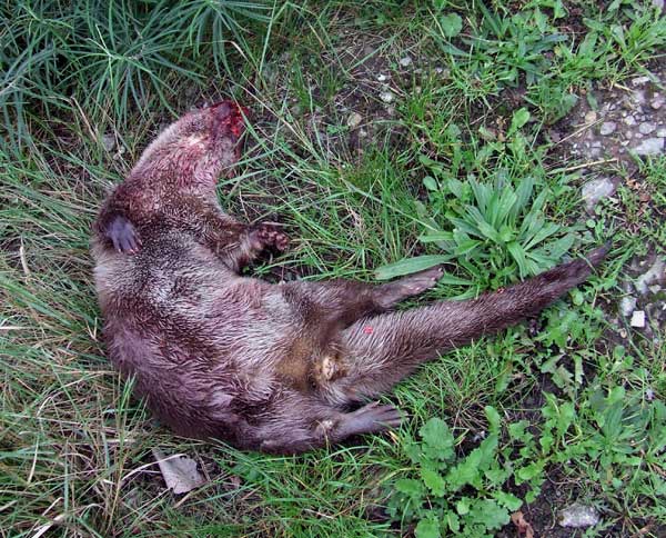 Dead Otter