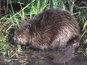 Photo.European.beaver.Castor-d'Eurasie.Castor-fiber.France.jpg