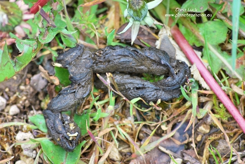 Typical-genette-poo-or-excrement-in-France