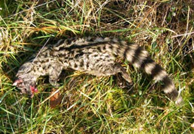 Photo.Genet.road.kill.Genet.Genetta-Genetta.Genette.France.jpg