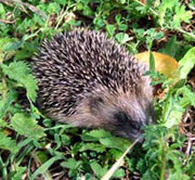 French-hedgehog