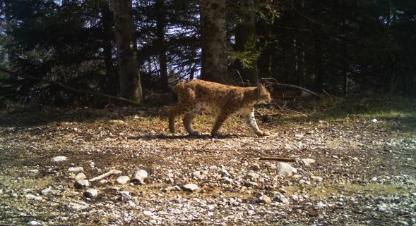 Lynx-in-France-ONCFS