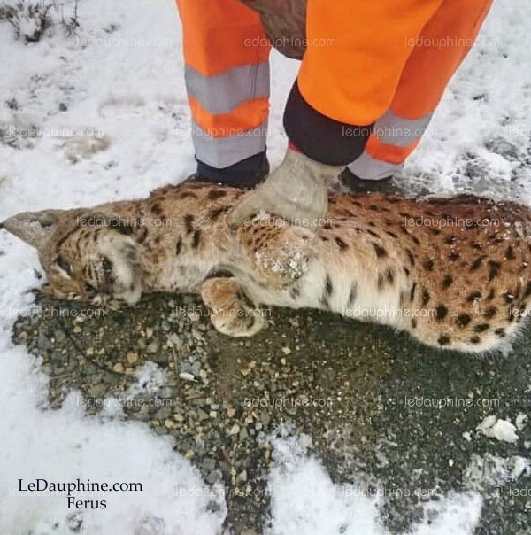 Lynx-road-mortality-France