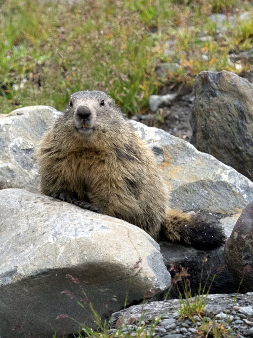 Marmot in France