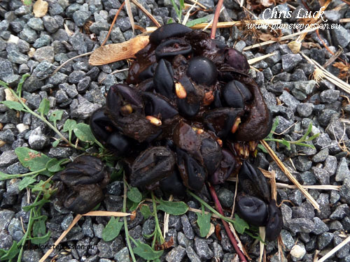 Marten-droppings-with-grapes-france