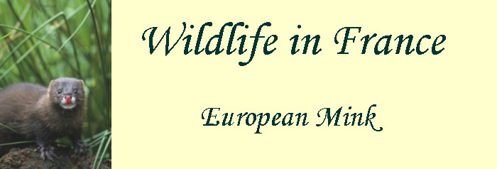 Red-listed-european-mink-France