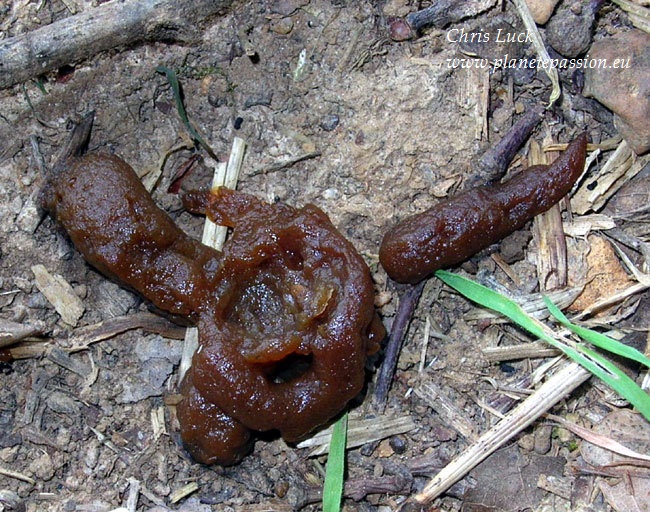 Marten-dropping-full-of-fruit-France