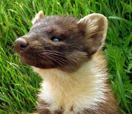 Photo.Pine-marten.Martes-martes.Martre.France