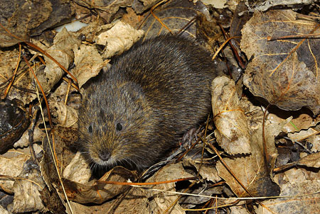 Mole-rat-water-vole-france