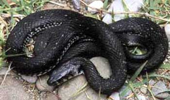 Photo.Grass_snake.Natrix-natrix-dark.France