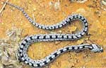 Photo.Ladder.snake.France