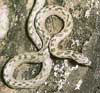 Photo.Southern.smooth.snake.France