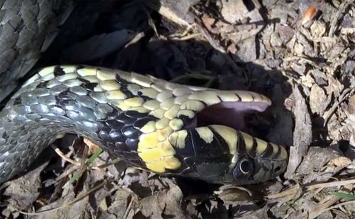 grass snake playing dead