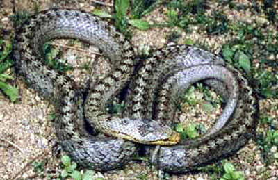 Photo.Smooth.snake.France