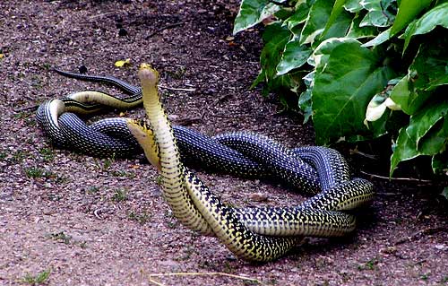 Photo.Western-whip-snakes-breeding.France.(Jenny McGowan)