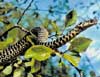 Photo.Western.whip.snake.France