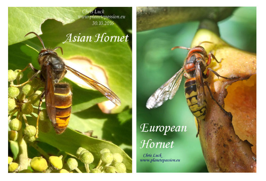 Asian an European Hornet comparission France