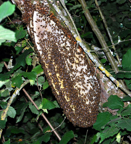 Bees-in-France