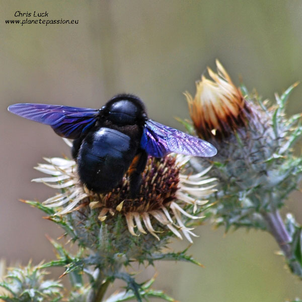 Abeille-charpentiere