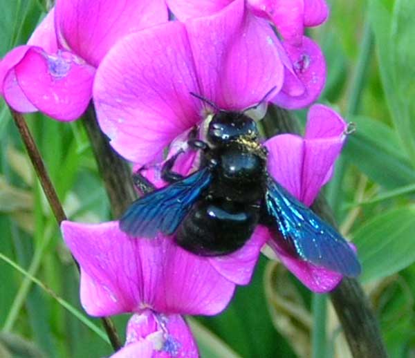 Photo_Carpenter_bee_France