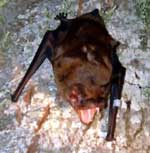 Photo-Greater-Noctule-Bat-France