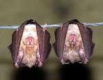 Photo-Greater-horseshoe-bat-France