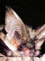 Photo-Grey-long-eared-bat-France