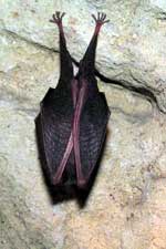 Photo-Lesser-horseshoe-bat-France