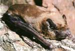 Photo-Noctule-Bat-France