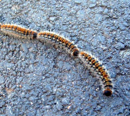 Photo-Pine-processionary-moth-Thaumetopoea-pityocampa-France