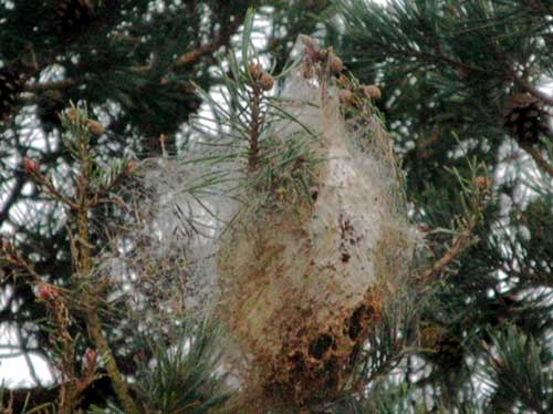 Photo-Pine_processionary_moth_web_France