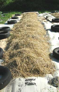 Photo-Potatoes_growing_under_straw_France