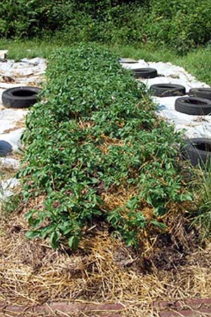 Photo-Potatoes_second_covering_France